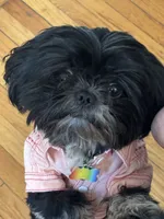 Connor, a male Shih Tzu and Yorkshire Terrier for sale in Chicago, IL – Photo 8 of 10