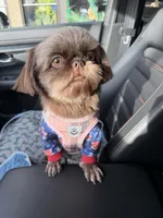 Connor, a male Shih Tzu and Yorkshire Terrier for sale in Chicago, IL – Photo 7 of 10