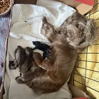 Connor, a male Shih Tzu and Yorkshire Terrier for sale in Chicago, IL – Photo 9 of 9