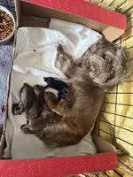 Connor, a male Shih Tzu and Yorkshire Terrier for sale in Chicago, IL – Photo 10 of 10