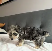Foxy girl, a female Yorkipoo and Yorkshire Terrier for sale in Chicago, IL – 4 of 9