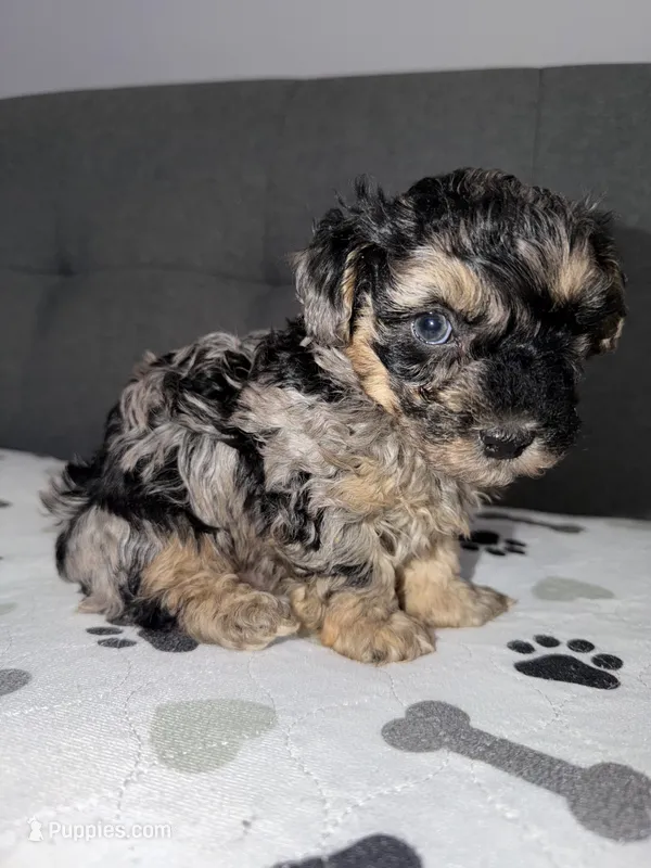 Pretty boy – Yorkipoo, Yorkshire Terrier puppy for sale in Chicago, IL