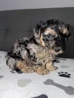 Pretty boy, a male Yorkipoo and Yorkshire Terrier for sale in Chicago, IL – 1 of 10