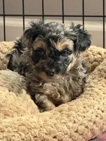 Boomer, a male Yorkipoo and Yorkshire Terrier for sale in Chicago, IL – 5 of 9