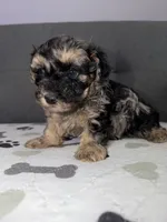 Pretty boy, a male Yorkipoo and Yorkshire Terrier for sale in Chicago, IL – 5 of 10