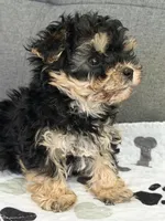 Tiny tot, a male Yorkipoo and Yorkshire Terrier for sale in Chicago, IL – 8 of 10