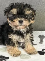 Tiny tot, a male Yorkipoo and Yorkshire Terrier for sale in Chicago, IL – 9 of 10