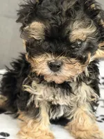 Tiny tot, a male Yorkipoo and Yorkshire Terrier for sale in Chicago, IL – 6 of 10