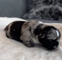 Margo, a female Shih Tzu and Shorkie for sale in Chicago, IL – 5 of 10