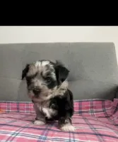 Baby blue eye, a female Shih Tzu and Shorkie for sale in Chicago, IL – 6 of 10