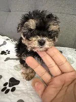 Tiny tot, a male Yorkipoo and Yorkshire Terrier for sale in Chicago, IL – 7 of 10