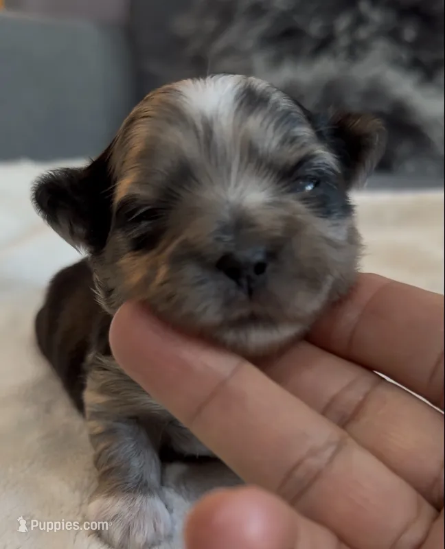 Dixie – Shih Tzu, Shorkie puppy for sale in Chicago, IL