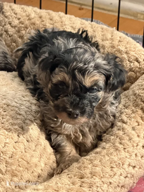 Boomer – Yorkipoo, Yorkshire Terrier puppy for sale in Chicago, IL