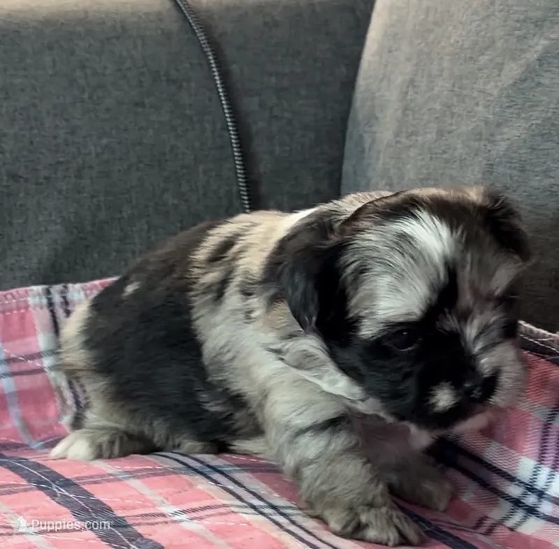 Trixie  – Shih Tzu, Shorkie puppy for sale in Chicago, IL