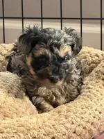 Boomer, a male Yorkipoo and Yorkshire Terrier for sale in Chicago, IL – 3 of 9