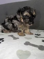 Pretty boy, a male Yorkipoo and Yorkshire Terrier for sale in Chicago, IL – 7 of 10