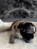 Margo, a female Shih Tzu and Shorkie for sale in Chicago, IL – 3 of 10