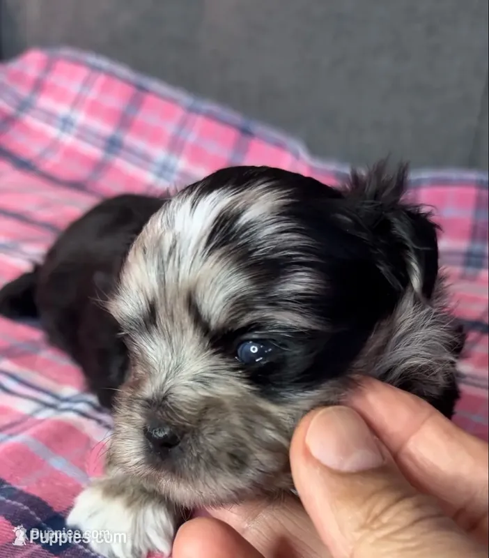 Dixie – Shih Tzu, Shorkie puppy for sale in Chicago, IL