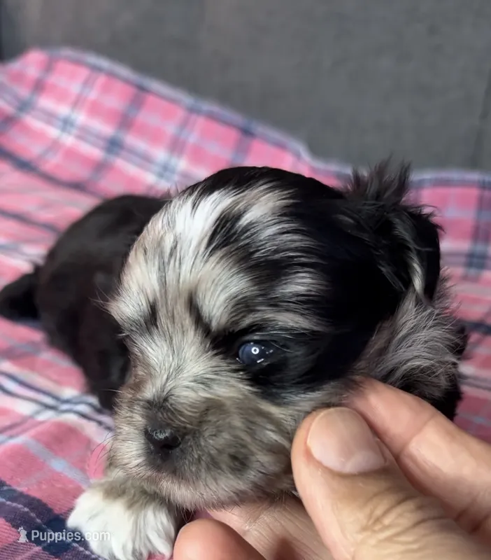 Dixie – Shih Tzu, Shorkie puppy for sale in Chicago, IL