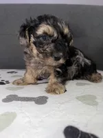 Pretty boy, a male Yorkipoo and Yorkshire Terrier for sale in Chicago, IL – 9 of 10