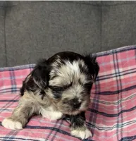 Baby blue eyes, a female Shih Tzu and Shorkie for sale in Chicago, IL – 5 of 10