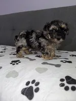 Pretty boy, a male Yorkipoo and Yorkshire Terrier for sale in Chicago, IL – 2 of 10