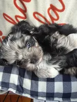 Baby blue eye, a female Shih Tzu and Shorkie for sale in Chicago, IL – 3 of 10