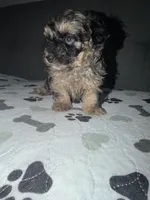 Pretty boy, a male Yorkipoo and Yorkshire Terrier for sale in Chicago, IL – 4 of 10