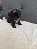 Pretty boy, a male Shorkie for sale in Chicago, IL – Photo 10 of 10