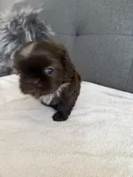 Pretty boy, a male Shorkie for sale in Chicago, IL – Photo 6 of 10