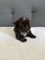 Pretty boy, a male Shorkie for sale in Chicago, IL – Photo 7 of 10