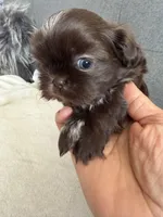 Pretty boy, a male Shorkie for sale in Chicago, IL – Photo 3 of 10