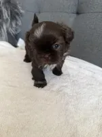 Pretty boy, a male Shorkie for sale in Chicago, IL – Photo 9 of 10