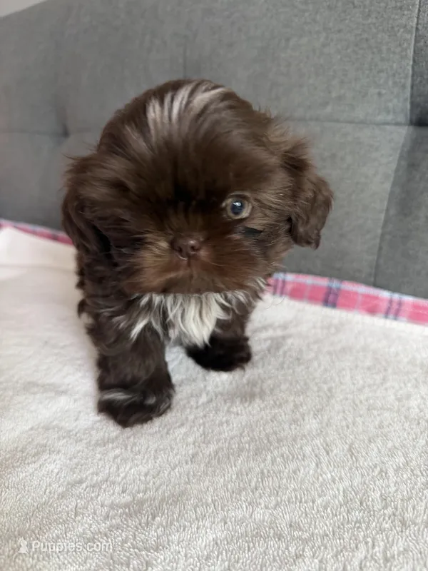 Pretty boy – Shih Tzu, Shorkie puppy for sale in Chicago, IL
