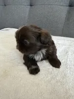 Pretty boy, a male Shorkie for sale in Chicago, IL – Photo 5 of 10