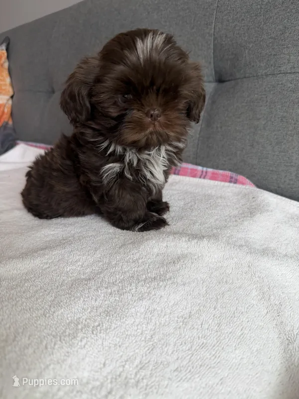 Pretty boy – Shih Tzu, Shorkie puppy for sale in Chicago, IL