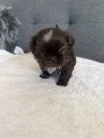 Pretty boy, a male Shorkie for sale in Chicago, IL – Photo 8 of 10