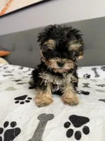 Tiny tot, a male Yorkipoo and Yorkshire Terrier for sale in Chicago, IL – 5 of 10
