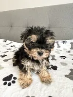 Tiny tot, a male Yorkipoo and Yorkshire Terrier for sale in Chicago, IL – 3 of 10