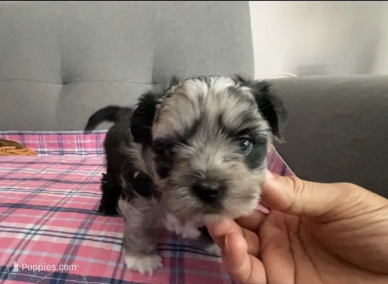 Baby blue eyes – Shih Tzu, Shorkie puppy for sale in Chicago, IL