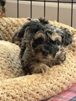 Boomer, a male Yorkipoo and Yorkshire Terrier for sale in Chicago, IL – 6 of 9