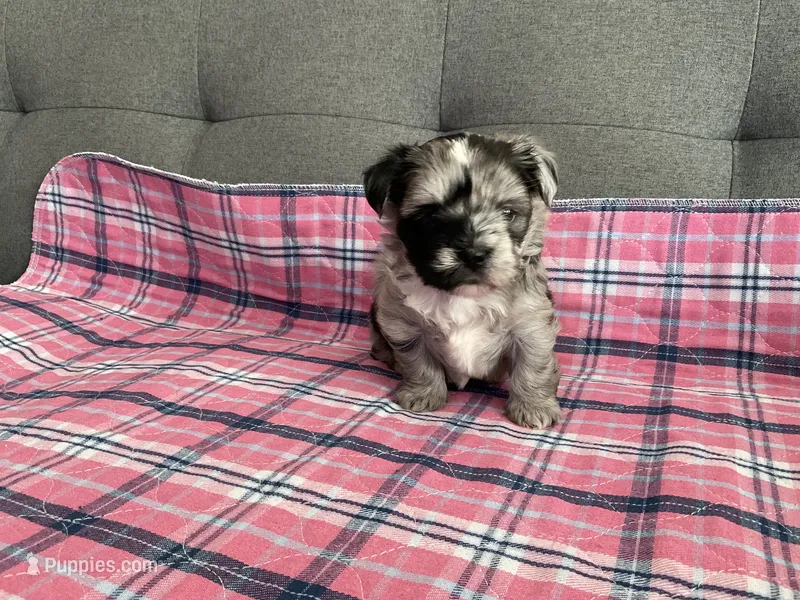 Trixie  – Shih Tzu, Shorkie puppy for sale in Chicago, IL