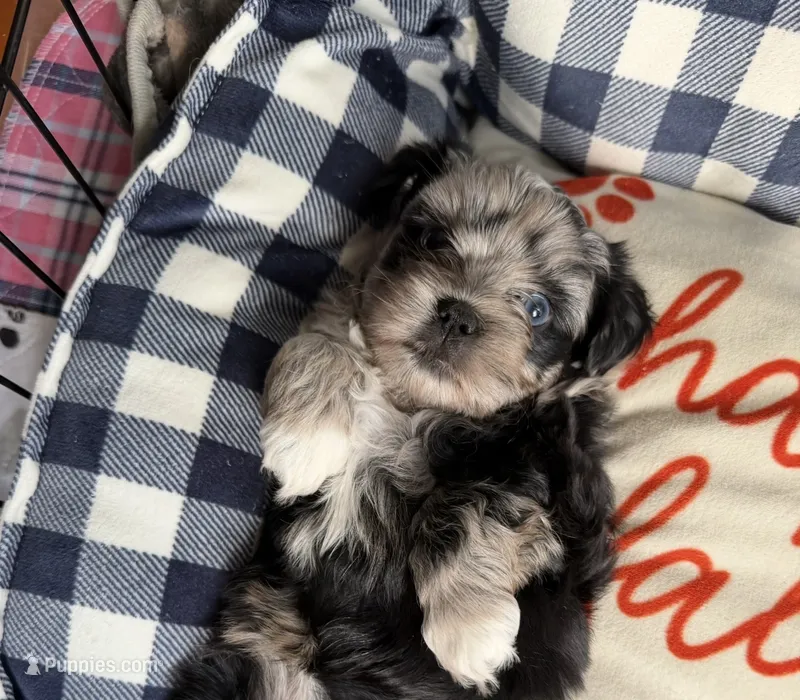 Baby blue eyes – Shih Tzu, Shorkie puppy for sale in Chicago, IL