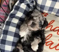Baby blue eye, a female Shih Tzu and Shorkie for sale in Chicago, IL – 2 of 10