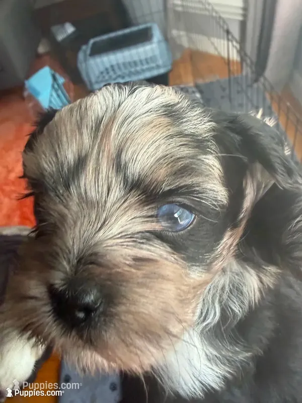 Baby blue eyes – Shih Tzu, Shorkie puppy for sale in Chicago, IL