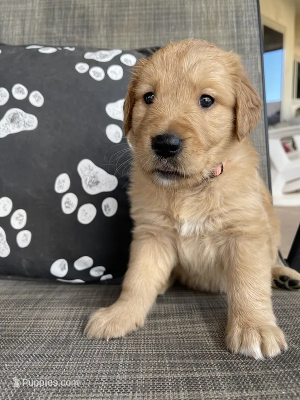 Estrella Goldens Maggie’s miss pink – Golden Retriever puppy for sale in Goodyear, AZ