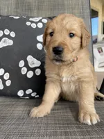 Estrella Goldens Maggie’s miss pink, a female Golden Retriever for sale in Goodyear, AZ – 1 of 4