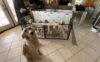 Estrella Goldens AKC , a  Golden Retriever for sale in Goodyear, AZ – 4 of 7