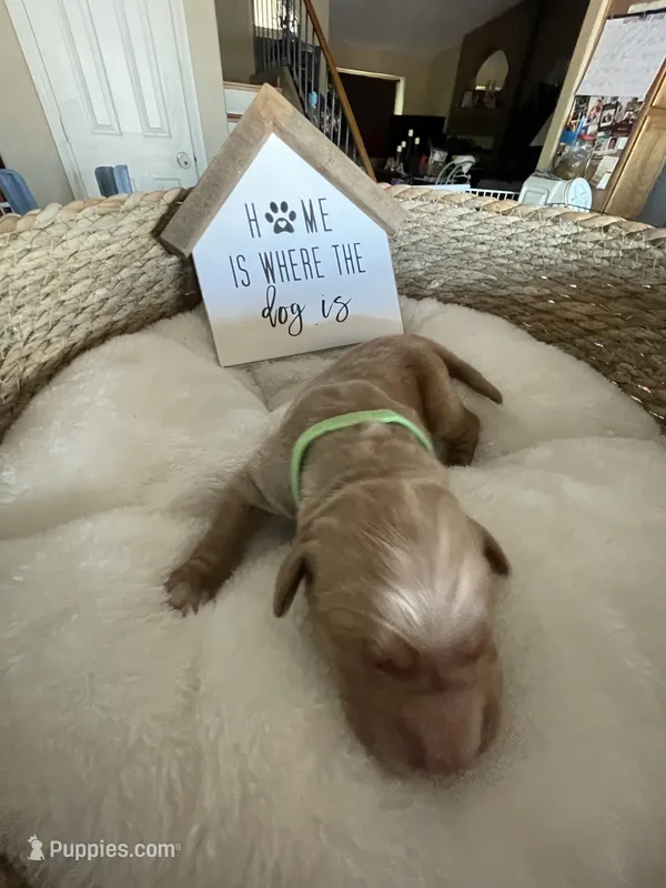 Estrella Goldens Mr green collar  – Golden Retriever puppy for sale in Goodyear, AZ
