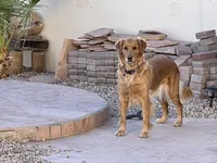 Estrella Goldens AKC , a  Golden Retriever for sale in Goodyear, AZ – 5 of 7